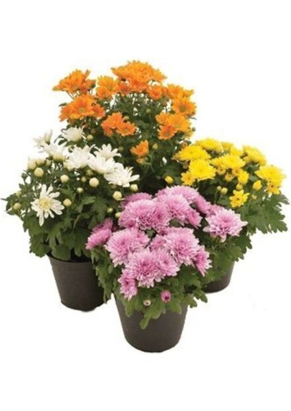 Serada Decor Plant Videolu Kasımpatı 4 Adet Pembe Sarı Turuncu Beyaz Saksılı 10-25 cm (Chrysanthemum)