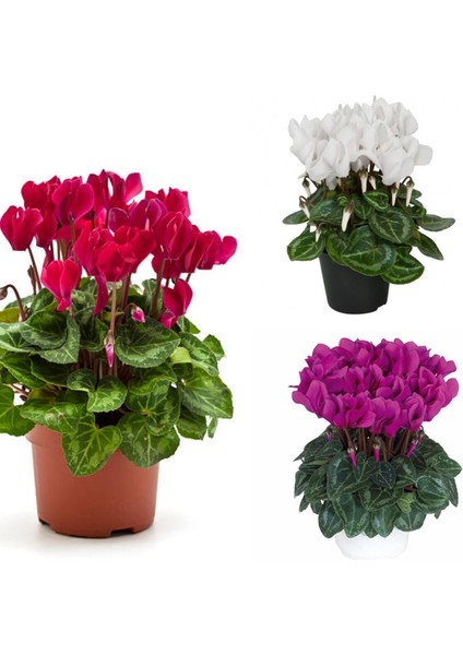 Serada Decor Plant Videolu 3 Renk Kırmızı Beyaz ve Mor 3 Adet Sıklamen 30-60CM Saksılı (Red White And Purple Cyclamen)