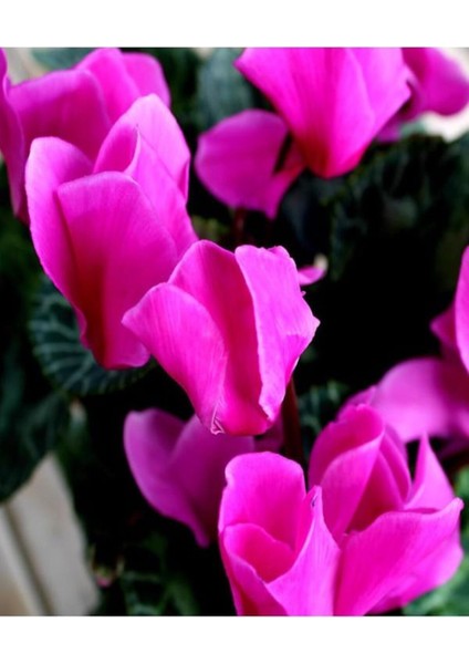 Serada Decor Plant Videolu 3 Renk Kırmızı Beyaz ve Mor 3 Adet Sıklamen 30-60CM Saksılı (Red White And Purple Cyclamen)