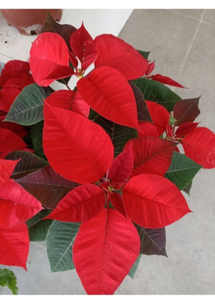 Videolu Atatürk Çiçeği Hediyelik 3 Adet Saksılı 40-70 cm Iç Mekan Bitkisi ( Poinsettia)