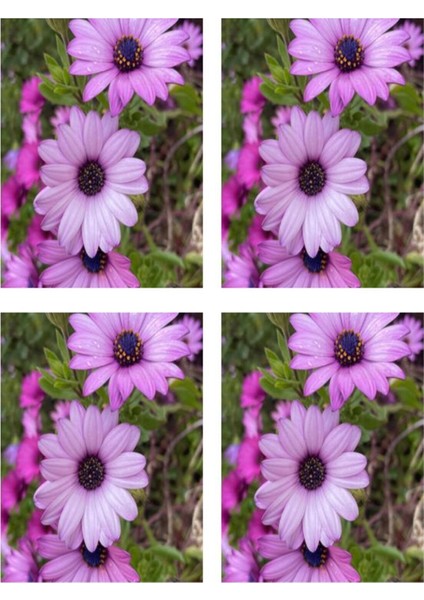 Videolu Mor Bodrum Papatyası Çiçeği Fidanı 25-35 cm Saksılı Çiçekli Bodur Bitkiler Purple Daisy fiyatları