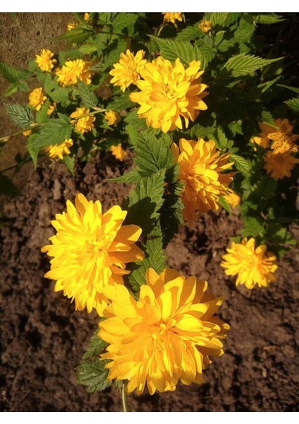 Videolu Rengarenk Krizantem 3 Adet Kasımpatı Çiçeği Saksılı 15-25CM (Chrysanthemum)