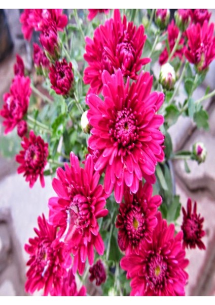 Videolu Rengarenk Krizantem 3 Adet Kasımpatı Çiçeği Saksılı 15-25CM (Chrysanthemum) modelleri