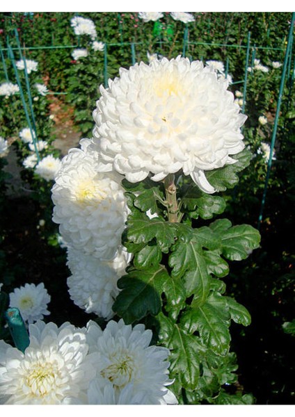 Videolu Rengarenk Krizantem 3 Adet Kasımpatı Çiçeği Saksılı 15-25CM (Chrysanthemum) fırsatları