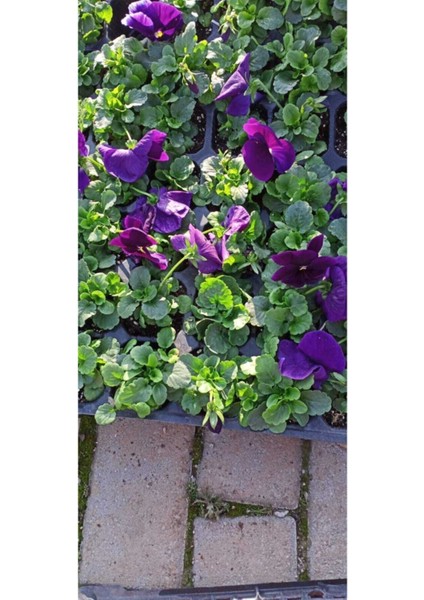 Videolu 25 Adet Hercai Menekşe Seti 5 Renk 5 Adet 15-25 cm Tüplü Çiçekli Bodur Bitkiler Viola