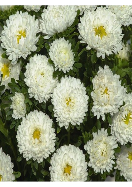 Serada Decor Plant Videolu Beyaz Renk Kasımpatı 1 Adet 10-25 cm Saksılı Balkon Salon Çiçeği (Chrysanthemum)