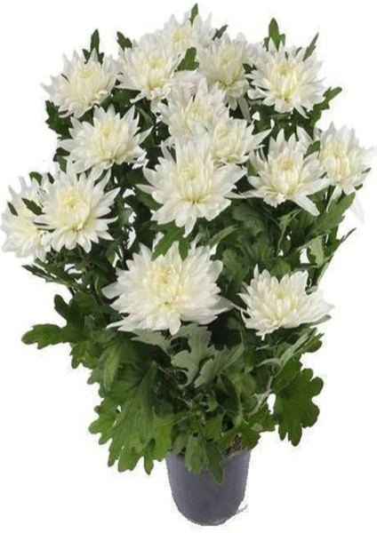 Serada Decor Plant Videolu Beyaz Renk Kasımpatı 1 Adet 10-25 cm Saksılı Balkon Salon Çiçeği (Chrysanthemum)