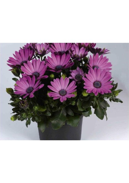 Videolu 4 Adet Mor Bodrum Papatyası Çiçeği Fidanı 25-35 cm Saksılı Çiçekli Bodur Bodrum Daisy