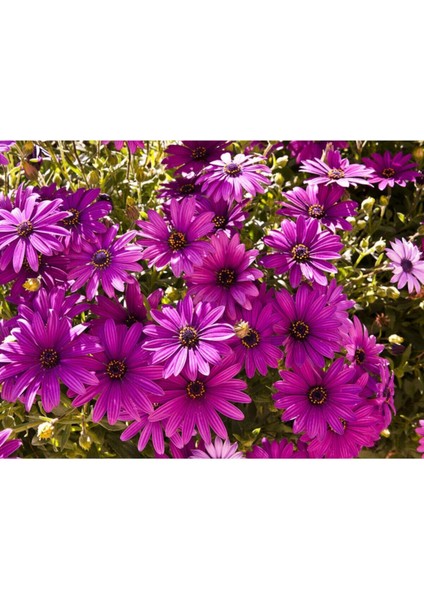 Videolu 4 Adet Mor Bodrum Papatyası Çiçeği Fidanı 25-35 cm Saksılı Çiçekli Bodur Bodrum Daisy fırsatları