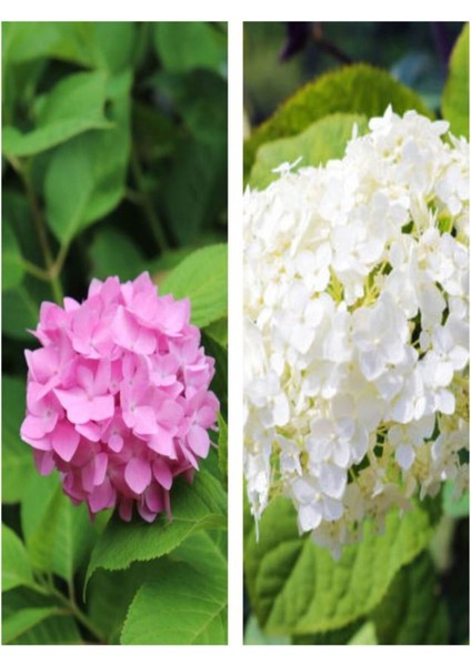 Videolu 2 Adet Pembe/beyaz Çiçekli Ortanca Fidanı 30-55 cm Çiçekli Bodur Pink/white Hydrangea fiyatları