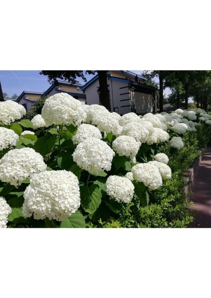 Videolu 2 Adet Pembe/beyaz Çiçekli Ortanca Fidanı 30-55 cm Çiçekli Bodur Pink/white Hydrangea