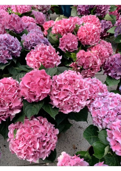 Videolu 2 Adet Pembe/beyaz Çiçekli Ortanca Fidanı 30-55 cm Çiçekli Bodur Pink/white Hydrangea modelleri