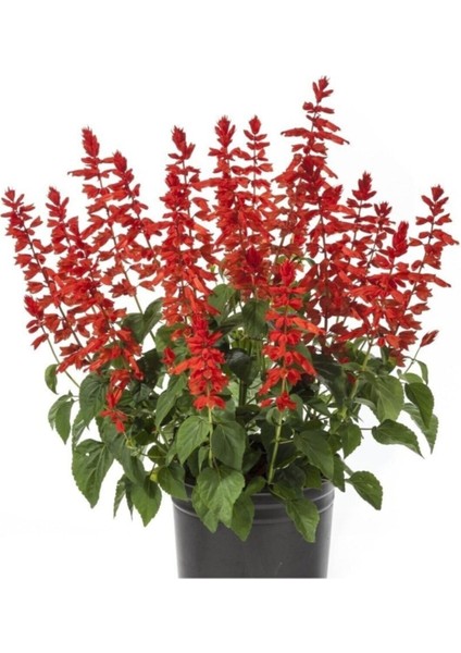 Videolu Ateş Çiçeği (10 15 Cm) 1 Adet Saksılı Dış/iç Mekan Bitkisi (Salvia Splendens)