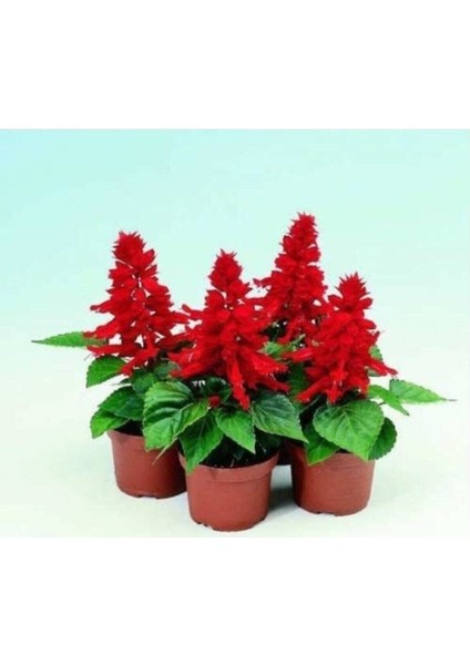 Videolu Ateş Çiçeği (10 15 Cm) 1 Adet Saksılı Dış/iç Mekan Bitkisi (Salvia Splendens)