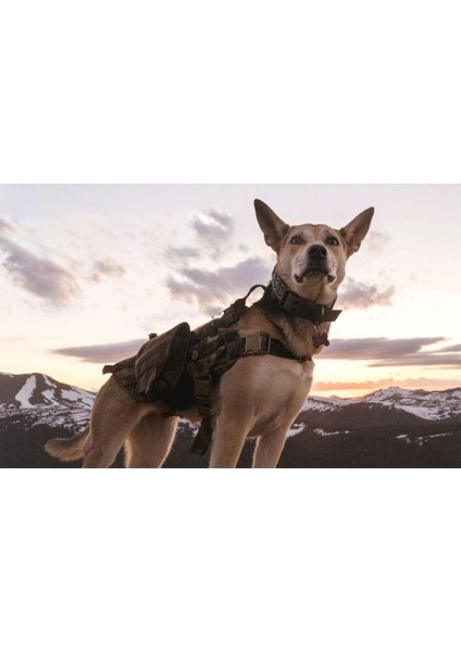 Beş Vitesli Ayarlanabilir Taktik Köpek Tasması - Siyah (Toka Stili) Xl (Yurt Dışından)
