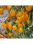 Heirloom Gold Cherry Nugget Domates Tohumu (15 Tohum) 1