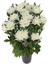Videolu Beyaz Kasımpatı Sonbahar Hüzün Çiçeği 1 Adet Saksılı 10-20 cm (Chrysanthemum) 1