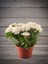 Videolu Beyaz Kasımpatı Sonbahar Hüzün Çiçeği 1 Adet Saksılı 10-20 cm (Chrysanthemum) 2