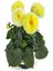 Videolu Canlı Sarı 1 Adet Yıldız Çiçeği Fidesi 20-30CM Saksılı (Ornithogalum) 3