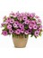 Videolu 1 Adet Pembe Bodrum Papatyası Çiçeği Fidanı 20-30CM Saksılı Çiçekli Bodur Bodrum Daisy 2