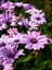 Videolu 1 Adet Pembe Bodrum Papatyası Çiçeği Fidanı 20-30CM Saksılı Çiçekli Bodur Bodrum Daisy 4