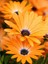 Videolu Turuncu Bodrum Papatyası 25-35 cm Saksılı Çiçekli Bodur Bitkiler Yellow Daisy 1