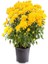 Videolu Sarı Kasımpatı 2 Adet Saksıda 15-30 cm Çiçekli Bitki Krizantem (Chrysanthemum) 2