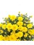 Videolu Sarı Kasımpatı 2 Adet Saksıda 15-30 cm Çiçekli Bitki Krizantem (Chrysanthemum) 3