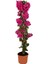 Videolu Fuşya Begonvil Çiçeği Fidanı 30-45 cm Saksılı Çiçekli Bodur Bitkiler Bougainvillea 2