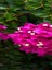 Videolu Fuşya Begonvil Çiçeği Fidanı 30-45 cm Saksılı Çiçekli Bodur Bitkiler Bougainvillea 3
