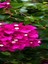 Videolu Fuşya Begonvil Çiçeği Fidanı 30-45 cm Saksılı Çiçekli Bodur Bitkiler Bougainvillea 4