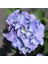 Videolu Ithal Mavi Tivoli Ortanca Çiçeği Fidanı 25-50 cm Saksılı Çiçekli Bodur Blue Hydreangea 2