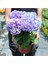 Videolu Ithal Mavi Tivoli Ortanca Çiçeği Fidanı 25-50 cm Saksılı Çiçekli Bodur Blue Hydreangea 3
