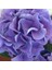 Videolu Ithal Mavi Tivoli Ortanca Çiçeği Fidanı 25-50 cm Saksılı Çiçekli Bodur Blue Hydreangea 4
