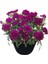 Videolu Kokulu Mor Bodur Karanfil Bitkisi (15-25Cm)1 Adet Saksılı Iç/dış Mekan Bitkisi Dianthus Caryophyllus Purple 1