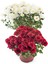 Videolu Kasımpatı Kırmızı-Beyaz Çiçekli Bitki 2 Adet Saksılı 15-25 cm Teras Bitkisi (Chrysanthemum) 1