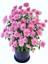 Serada Decor Plant Videolu Açık Pembe Kasımpatı 1 Adet Saksılı 20-40 cm Teras Bitkisi (Chrysanthemum) 2