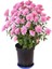 Serada Decor Plant Videolu Açık Pembe Kasımpatı 1 Adet Saksılı 20-40 cm Teras Bitkisi (Chrysanthemum) 3