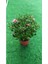 Serada Decor Plant Videolu Açık Pembe Kasımpatı 1 Adet Saksılı 20-40 cm Teras Bitkisi (Chrysanthemum) 4