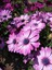 Videolu Mor 1 Adet Bodrum Papatyası Çiçeği Fidanı 30-60CM Saksılı (Bodrum Daisy) 1