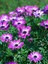 Videolu Mor 1 Adet Bodrum Papatyası Çiçeği Fidanı 30-60CM Saksılı (Bodrum Daisy) 2