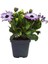 Videolu Mor 1 Adet Bodrum Papatyası Çiçeği Fidanı 30-60CM Saksılı (Bodrum Daisy) 3