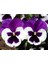 Videolu 30 Adet Beyaz Mor Hercai Menkşe Çiçeği Fidanı 5-15 cm Tüplü Çiçekli Bodur Purple Viola 1