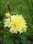 Videolu Sarı Yıldız Çiçeği Dalle Çiçeği 1 Adet Saksılı 20-60 cm Bahçe Teras Bitksi (Dahlia) 1
