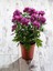 Serada Decor Plant Videolu Mor Renk Kasımpatı Çiçeği 1 Adet Saksılı 10-25 cm Teras Bitkisi (Chrysanthemum) 2