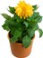 Videolu Sarı Yıldız Çiçeği Dalle Çiçeği 1 Adet Saksılı 20-60 cm Bahçe Teras Bitksi (Dahlia) 3