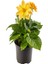 Videolu Sarı Yıldız Çiçeği Dalle Çiçeği 1 Adet Saksılı 20-60 cm Bahçe Teras Bitksi (Dahlia) 4