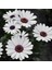 Videolu Hoş Kokulu Beyaz Bodrum Papatyası Çiçeği Fidanı 25-35 cm Saksılı Çiçekli Bodur Bodrum Daisy 2