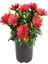 Videolu Kırmızı Bodrum Papatyası Çiçeği Fidanı 25-35 cm Saksılı Çiçekli Bodur Bitkiler Red Daisy 1