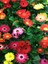 Videolu Kırmızı Bodrum Papatyası Çiçeği Fidanı 25-35 cm Saksılı Çiçekli Bodur Bitkiler Red Daisy 3
